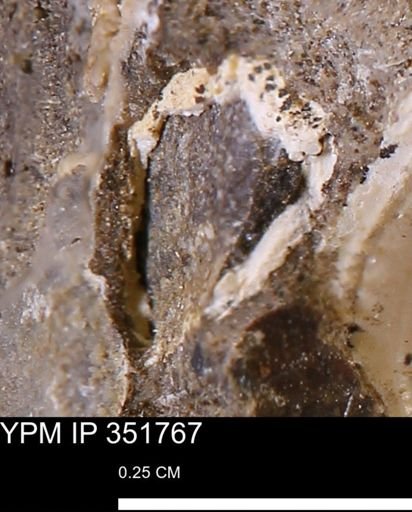 undet. Bivalvia