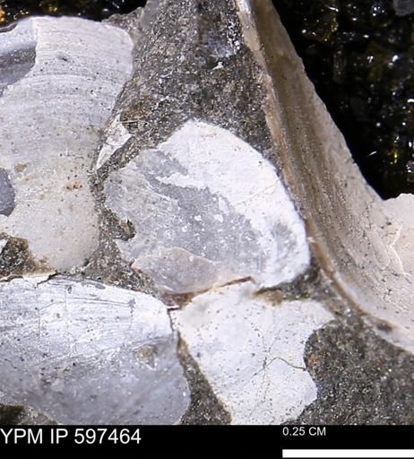 Limopsis striatopunctatus