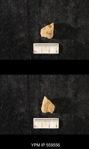 Brachiospongia digitata