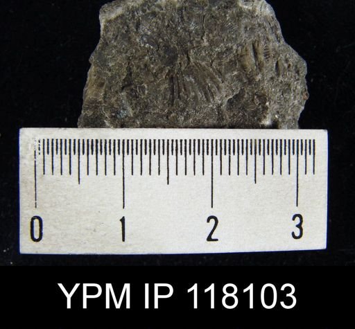 Rhynchospira sinuata