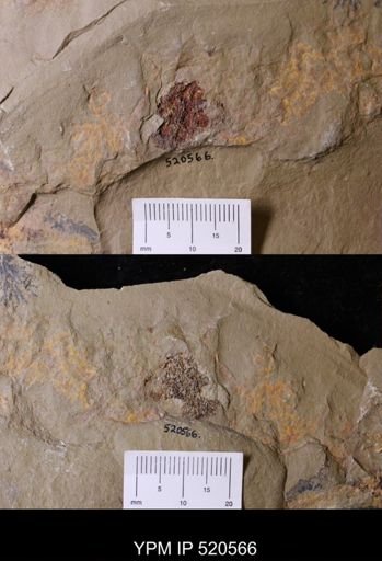 undet. Asterozoa