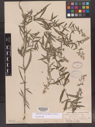 Symphyotrichum racemosum