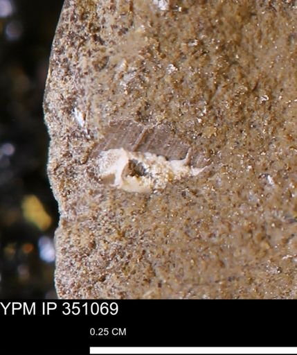 undet. Mollusca