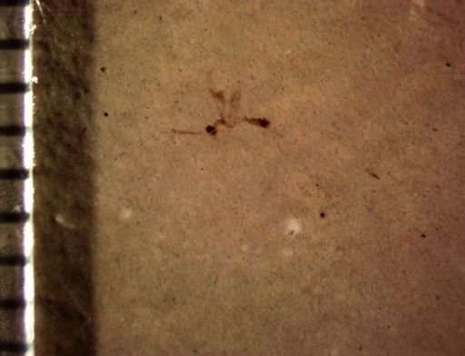 undet. Hymenoptera