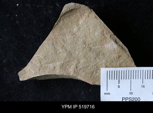 undet. Ichnofossil