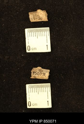 Baculites