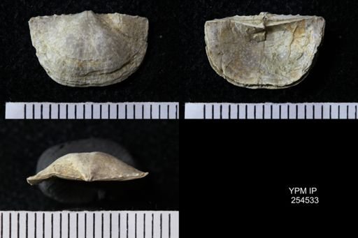 Chonetes sp.