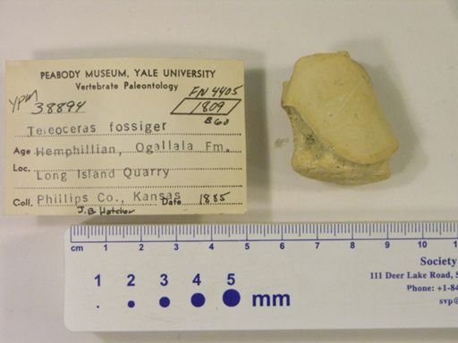 Teleoceras fossiger