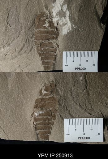 undet. Eurypterida