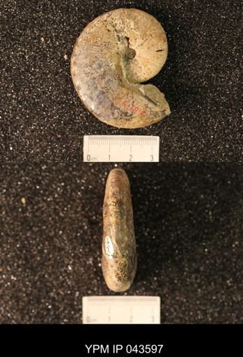 Hoploscaphites nicolletii