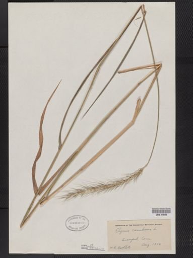 Elymus canadensis
