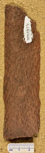 Lepidodendron sp.