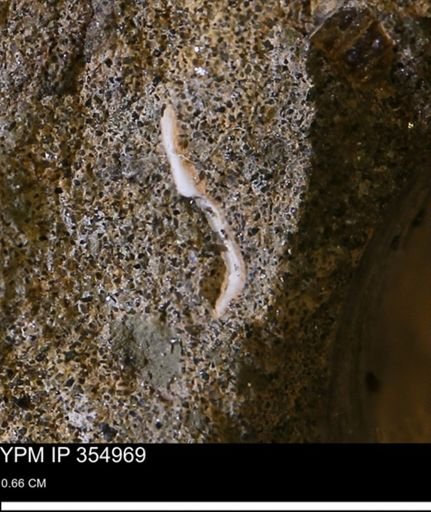 undet. Mollusca