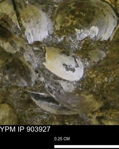 undet. Bivalvia
