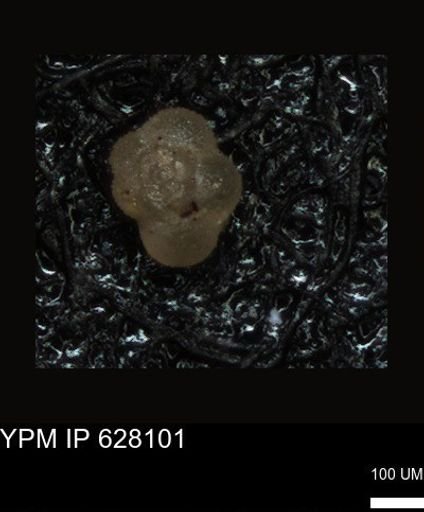 undet. Foraminiferida