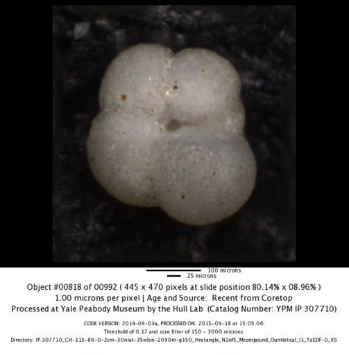 Neogloboquadrina incompta