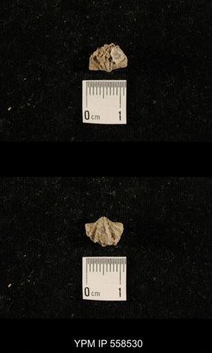 Punctospirifer sp.
