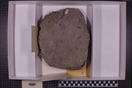 mixed taxa, stratigraphic collection