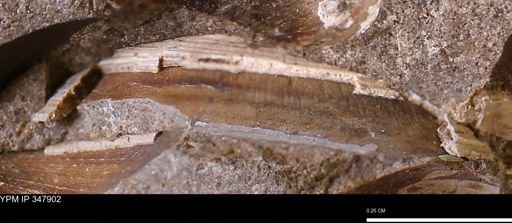undet. Bivalvia