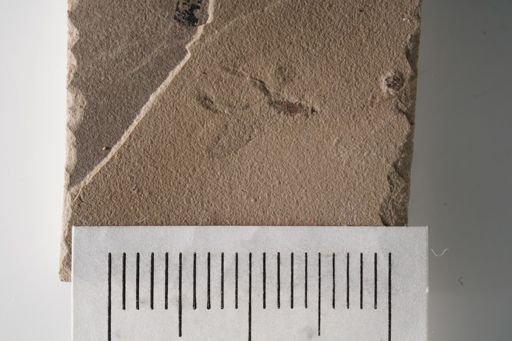 undet. Hymenoptera