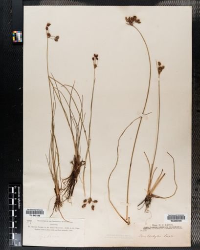 Fimbristylis baldwiniana