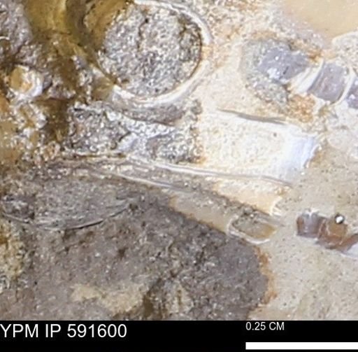 Serpulidae