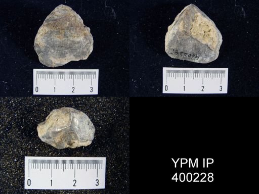 undet. Athyridida