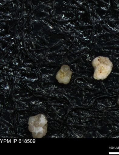 undet. Foraminiferida