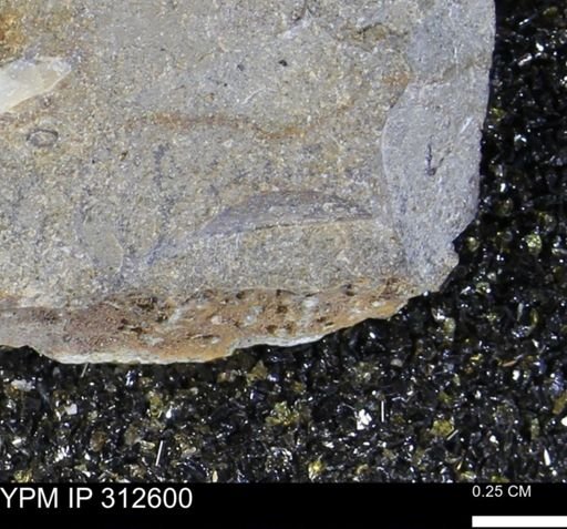 undet. Bivalvia