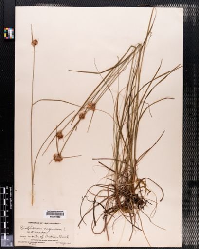Eriophorum virginicum