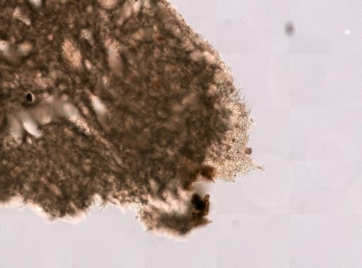 Plakortis sp.