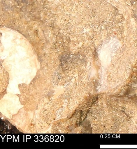 undet. Mollusca