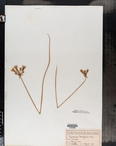 Triteleia
