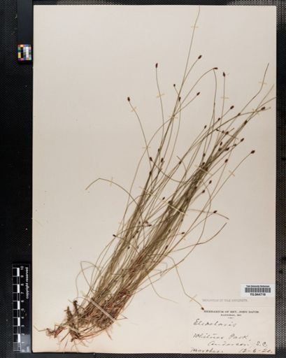 Eleocharis