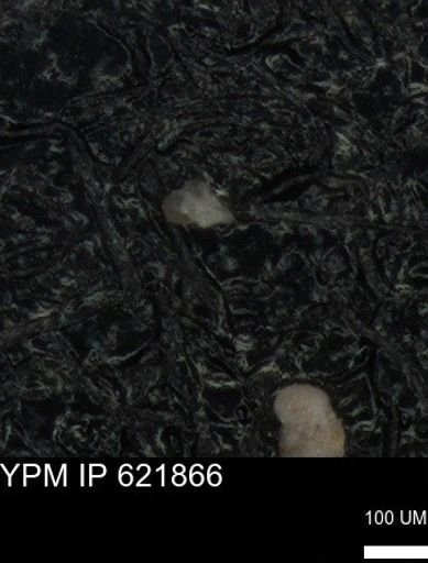 undet. Foraminiferida