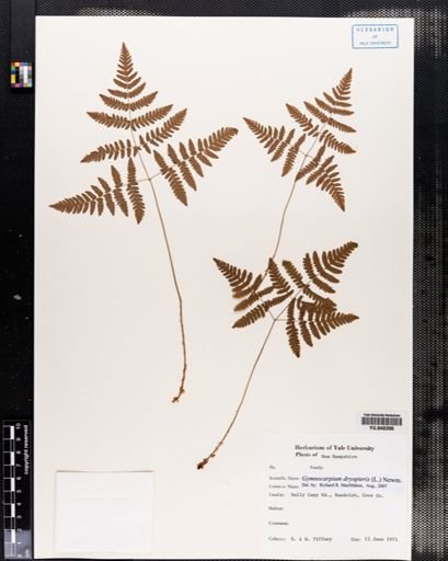 Gymnocarpium dryopteris