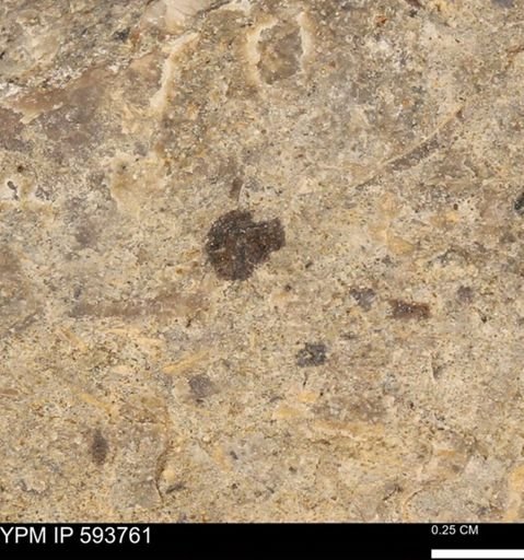 Baculites sp.