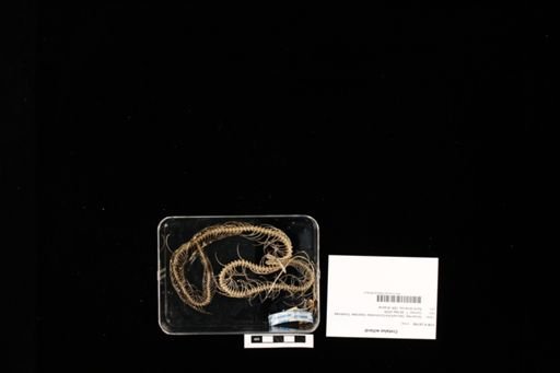 Crotalus willardi