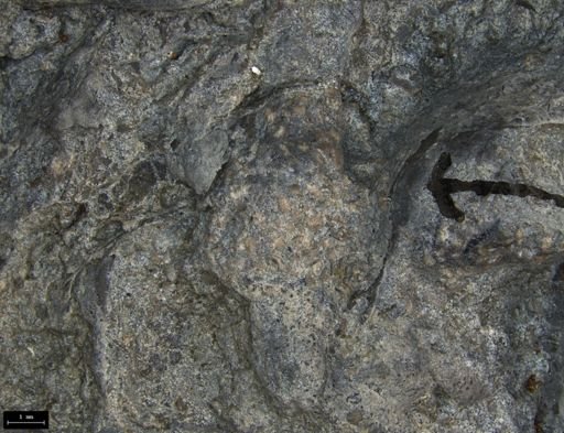 Aplocoma damesii