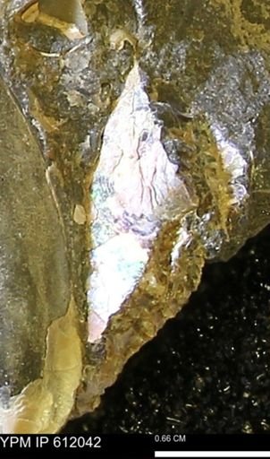 Pseudoptera subtortuosa