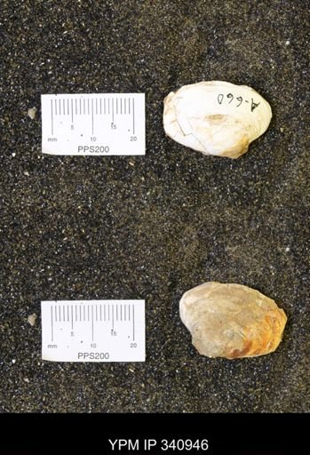 Corbicula sp.