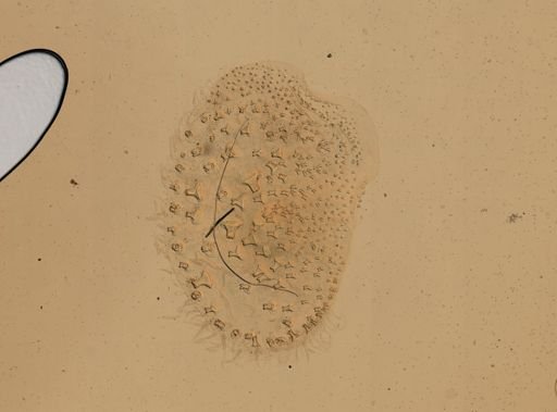 Gattyana cirrhosa