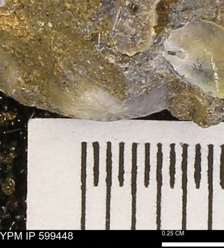 Protocardia subquadrata