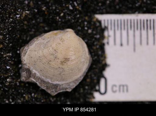 Limopsis striatopunctatus