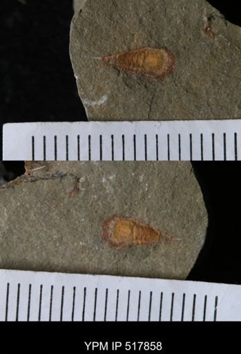 undet. Synziphosurina