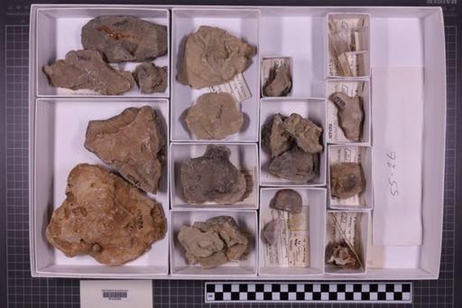 mixed taxa, stratigraphic collection
