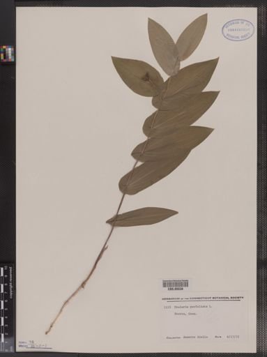 Uvularia perfoliata