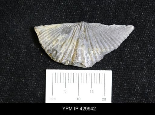 Mucrospirifer mucronatus