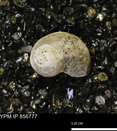 Euspira sp.
