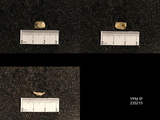 Lissochonetes geinitzianus var. plattsmouthensis